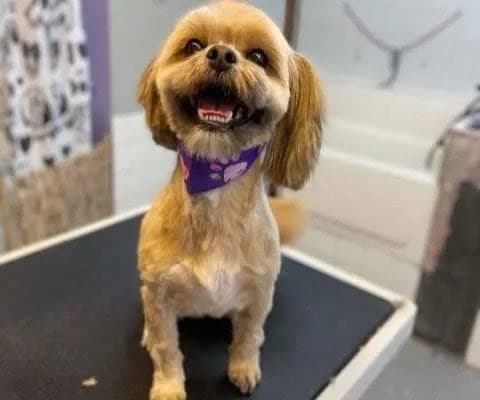 Lindsey Pet Grooming services