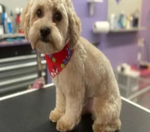 Lindsey Pet Grooming services — photo 2